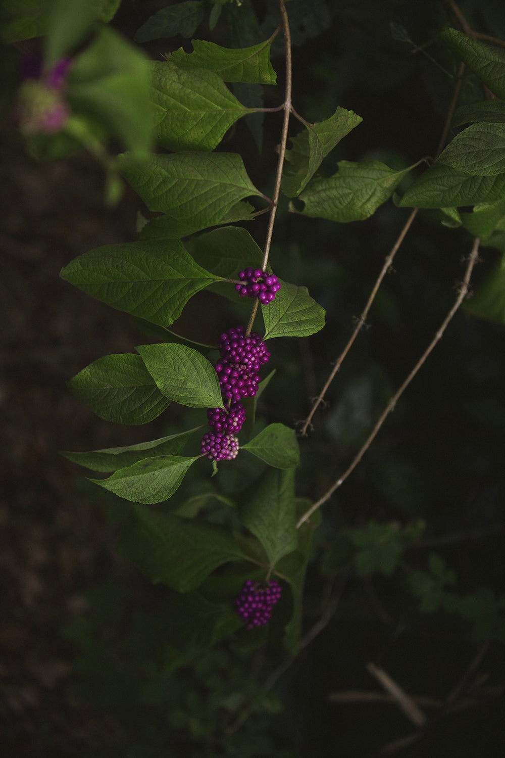 Beauty Berry 2