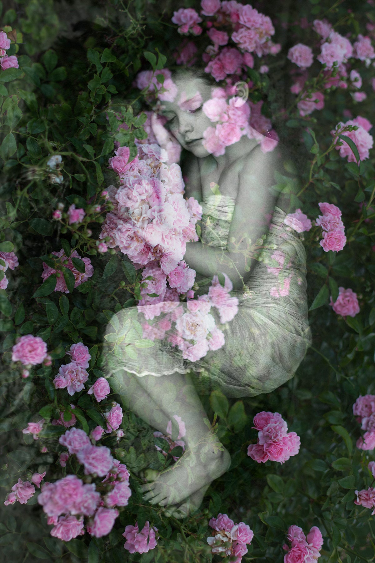 Bed of Roses