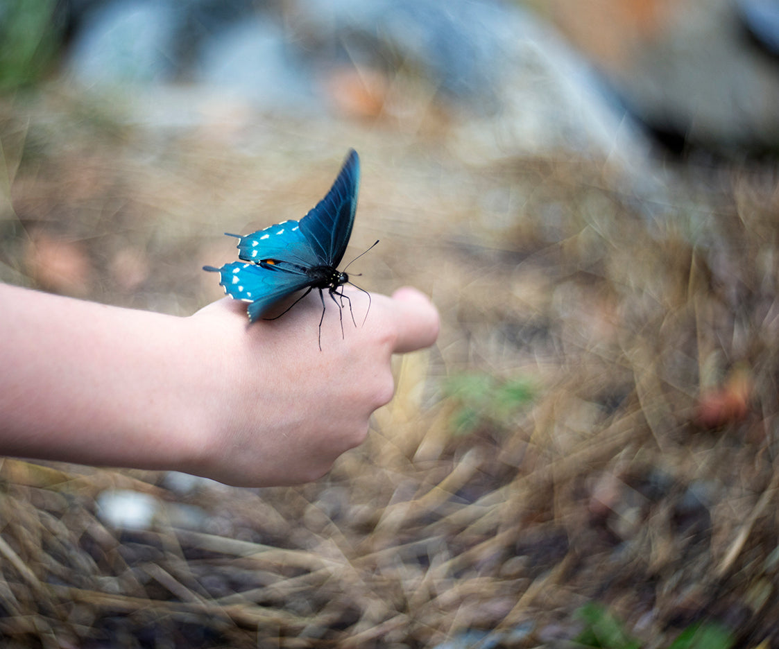 Blue Butterfly