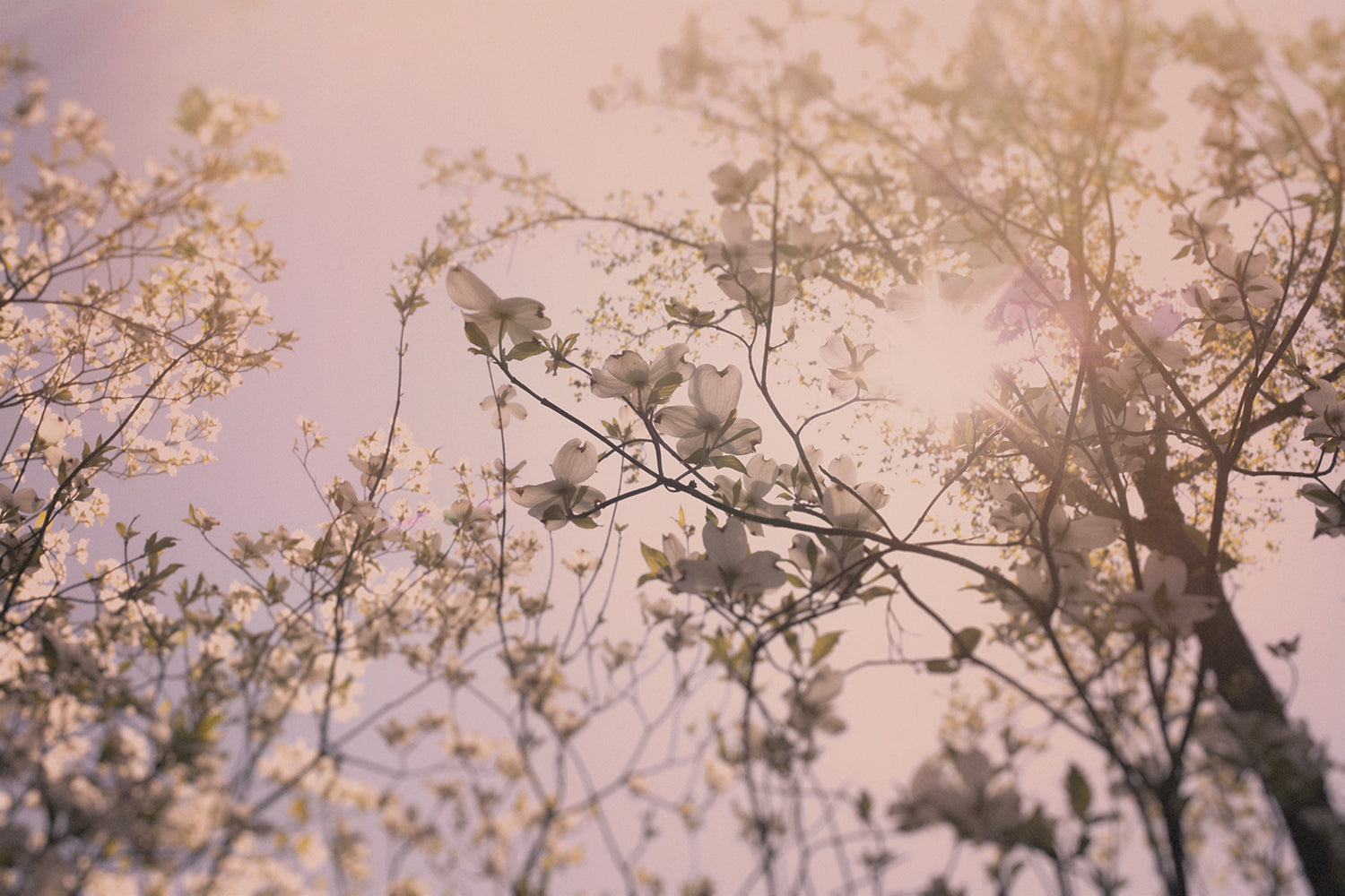 Dogwood 1