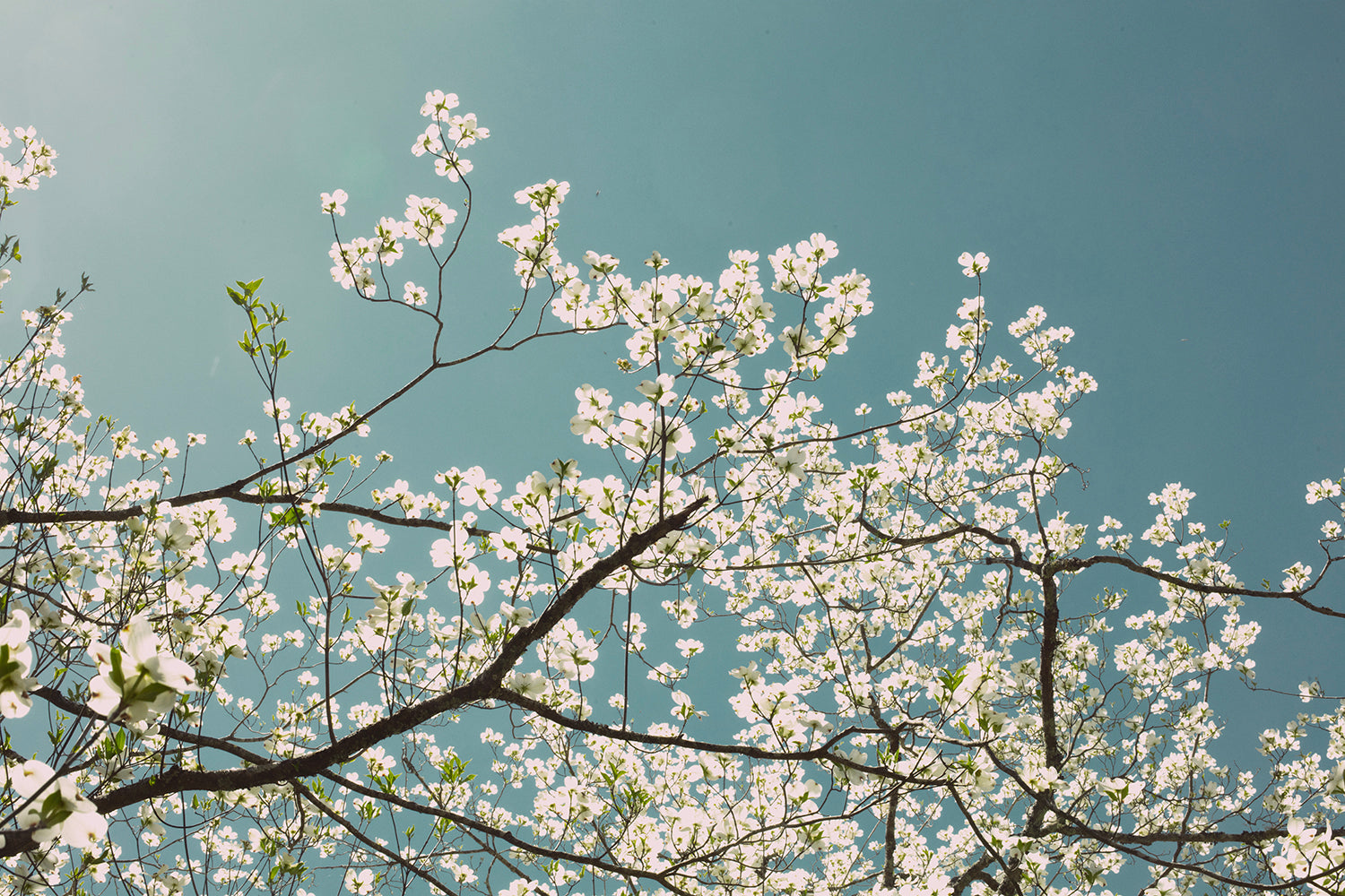 Dogwood 2