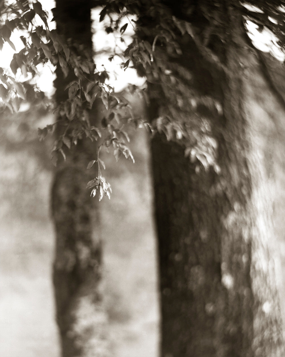 Leaves in view