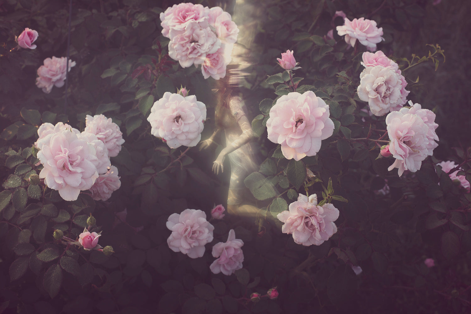 Eternal Bloom