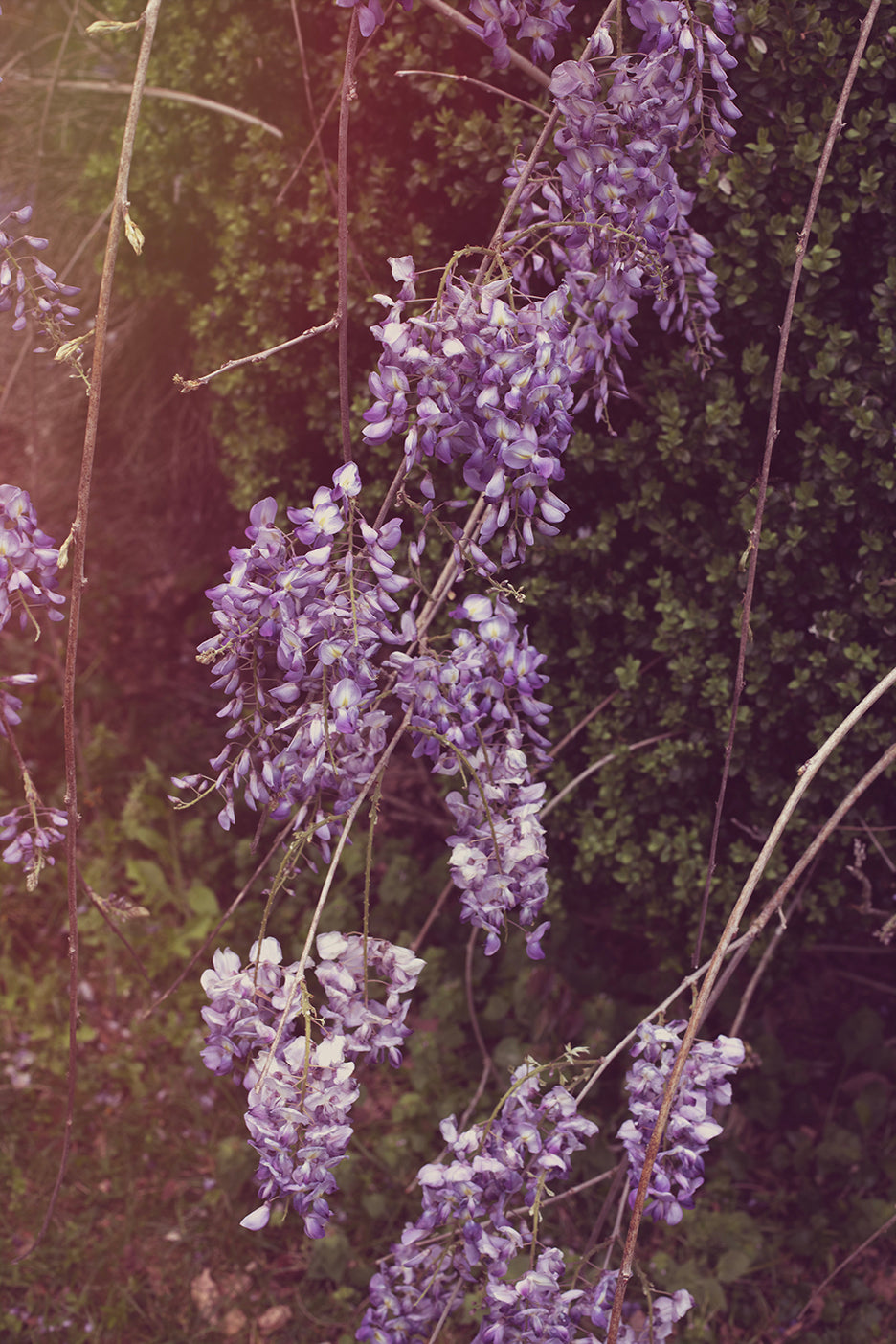 Wisteria